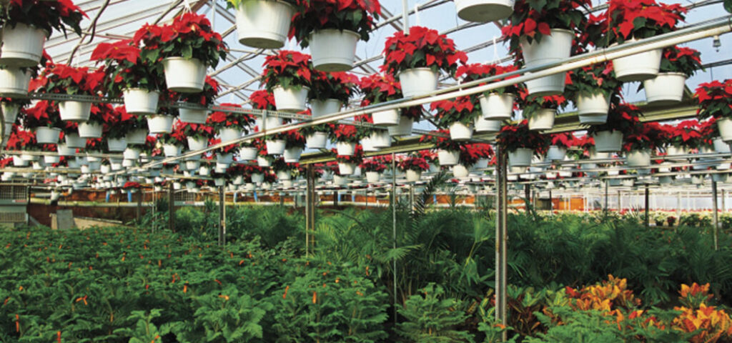 Greenhouse Plants